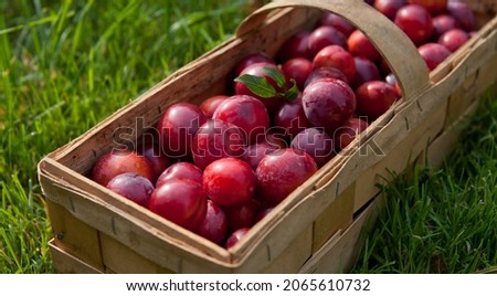 Plum Opal -  delicious purple and pink sweet fruit in the wooden basket, harvest time in the orchard.  Early variety  - a cross of varieties Renkloda Ulena and Early Favourite, ready for the harvest.