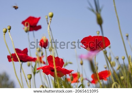Red common poppy flowers in the cottage garden -  beautiful summer meadow  in the countryside. 