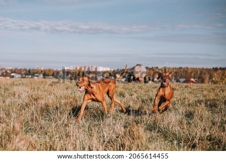 Hungarian hound pointer vizsla dog in autumn time in the field
 Royalty-Free Stock Photo #2065614455