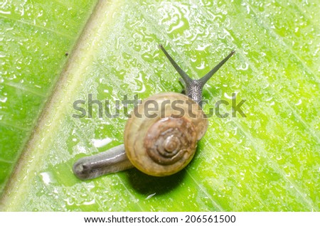 snail on banana palm green leaf.