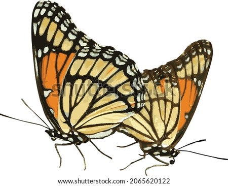 Vector Image of Mating Viceroy Butterflies Isolated Butterfly 