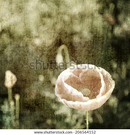 Vintage poppy flowers picture style
