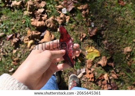 picture of someone holding a pretty leaf. 