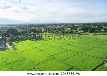 Land or landscape of green field in aerial view. Plot of land on earth for agriculture farm, farmland or plantation with texture pattern of crop, rice, paddy. Rural area with nature at countryside. Royalty-Free Stock Photo #2065654196