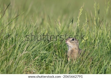 The European ground squirrel (Spermophilus citellus)