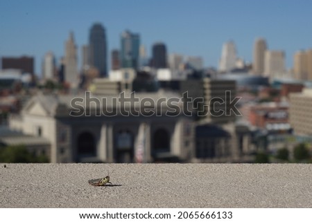 A closeup of a grasshopper on the rough surface; Kansas city overlook in the background, USA