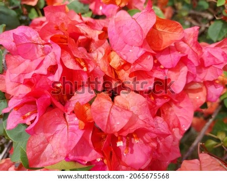beautiful colorful close up bougainvillea, paper flower, nature images