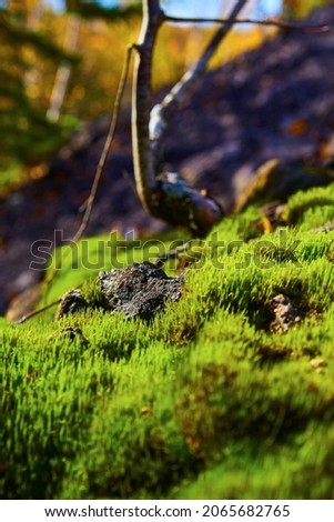 Macro shot of moss growing close-up and a twig in the background shaped like dousing rod