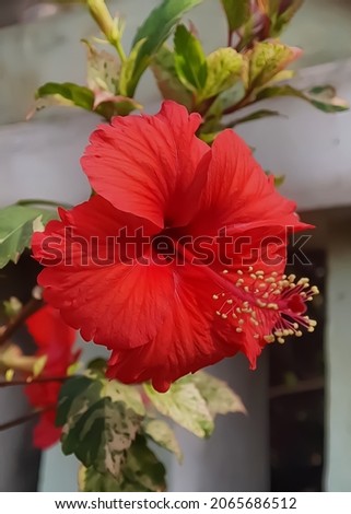 Hibiscus is a genus of flowering plants in the mallow family, Malvaceae. The genus is comprising several hundred species that are native to warm temperate, subtropical and tropical . Bunga sepatu.