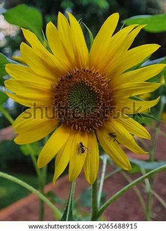 Helianthus is a genus comprising about 70 species of annual and perennial flowering plants in the daisy family Asteraceae.The common names sunflower whose round flower heads look like the sun.