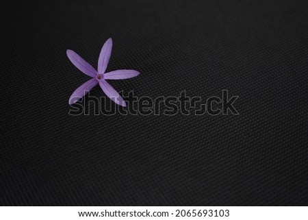 Purple wreath or sandpaper vine flower shape like star on black background, isolated on black, blue flower