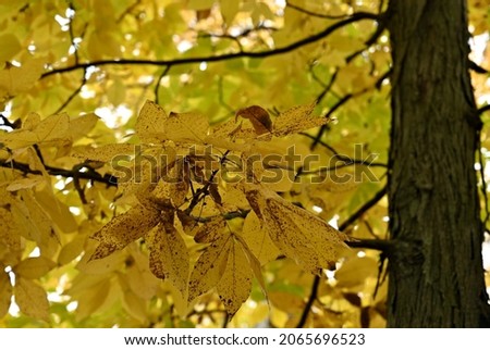 fall leaves shagbark hickory fall colors tree branch fall foliage autumn season Royalty-Free Stock Photo #2065696523