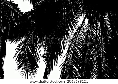 beautiful natural black palm tree silhouette