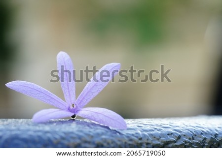 Sandpaper vine or purple wreath flower on texture of black liner in blur background with blank space for text or work, blue flower