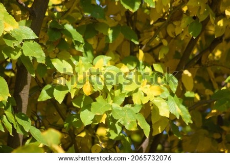 Autumnal golden common hornbeam leaves closeup view with selective focus on foreground
