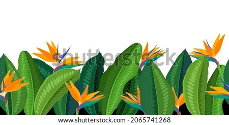 Tropical flower strelitzia, bottom seamless horizontal border. Vector illustration cartoon flat template for packaging design isolated on white background.