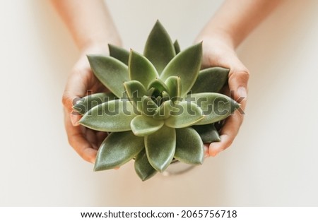 Sukulent flower in children's hands on a white background