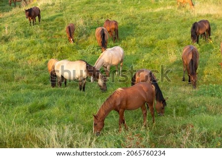 Herd, a group of young horses in a mountain pasture. High quality photo