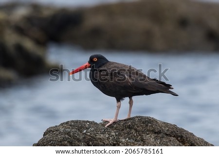 The majestic Black Oystercatcher on a rock by the sea