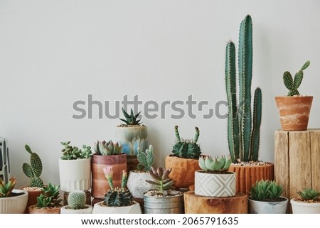 Mixed cacti and succulents in small pots