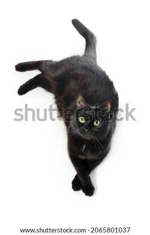 Black cat lies on a white background, looks in the camera, put a paw on a paw. Black cat isolated on white. View from above