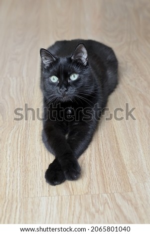 Young beautiful black cat lies on the wooden floor, putting its front paws one on top of the other. Black cat lies relaxed