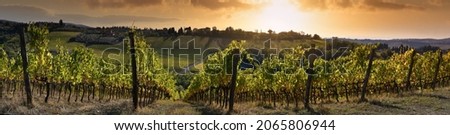 Beautiful panoramic view of vineyards under the sunset light in autumn. Chianti Classico Area near Florence, Italy. Royalty-Free Stock Photo #2065806944