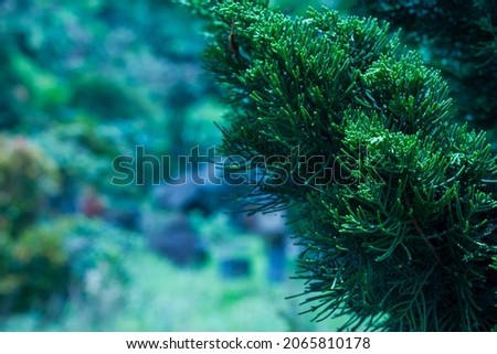 Pua-pua fir (Cupressus papuanus) an ornamental plant that is planted in the yard of the house
