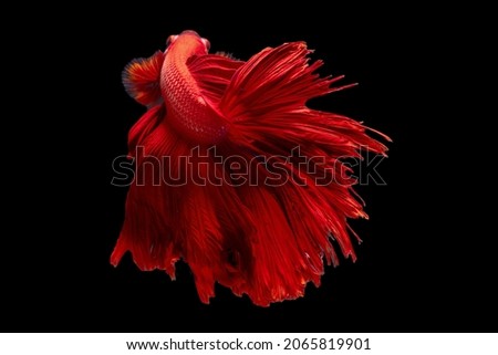 Siamese Fighting fish, multi colors betta, Thai national fish, Fish isolated on a black background. The action of the fish turning its head in various directions during swimming. Beautiful color.