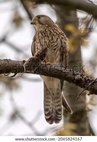 Falcon predator picture while hunting