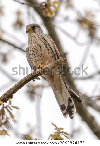 Falcon predator picture while hunting