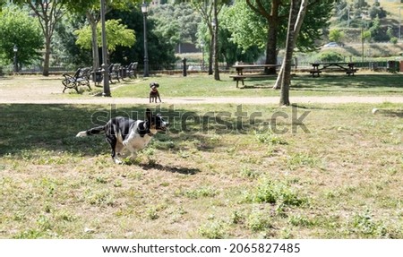Black and white dog running after a ball while another dog watches from afar wanting to join the game