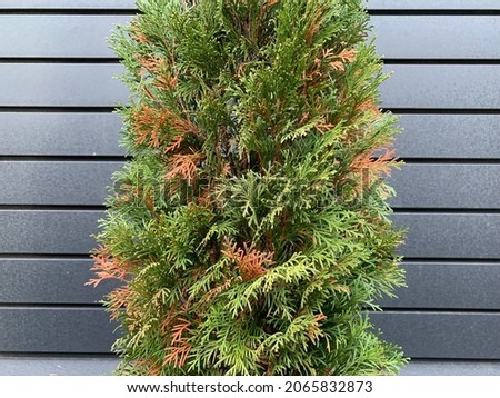Disease and treatment of green thuja. Sick thuja among the plants in the garden. Yard improvement, green spaces and maintenance. Royalty-Free Stock Photo #2065832873