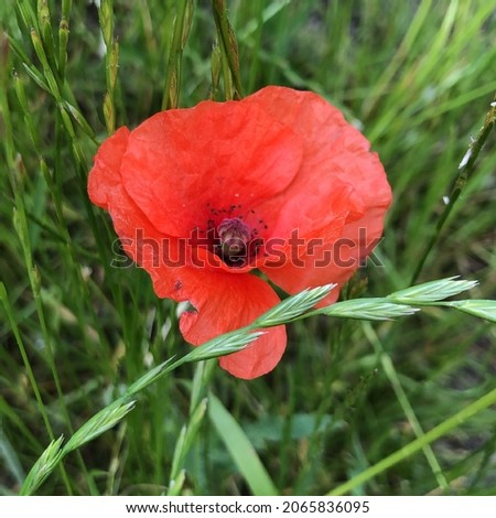Macro photo red poppy flower.Stock photo nature plant wild red poppy flower