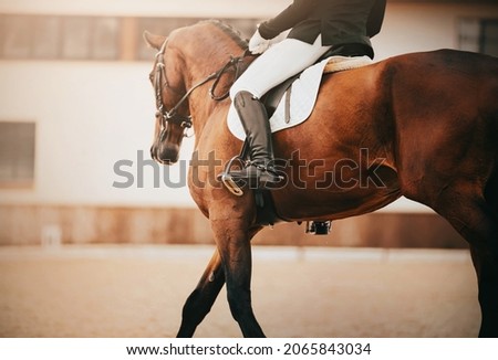 A beautiful elegant bay horse with a rider in the saddle gallops through an outdoor arena at dressage competitions. Equestrian sports. Horse riding. Royalty-Free Stock Photo #2065843034