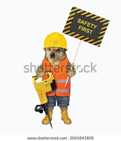 A beige dog in a construction helmet holds a jackhammer and a poster that says safety first. White background. Isolated.