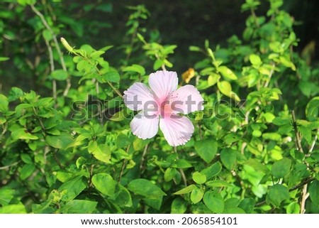 Close-up photo of pink hibiscus flowers, soft blur background