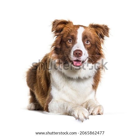Border collie dog lying down isolated on white