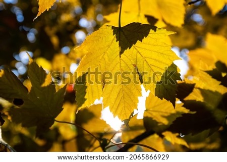 Sycamore maple (Acer pseudoplatanus) leaves in a park on a sunny autumn fall day. Translucent golden yellow foliage back lit with veins and structures. Indian Summer colorful natural background. 