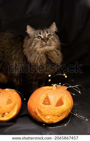 Cat on a dark background with lights and a pumpkin for Halloween