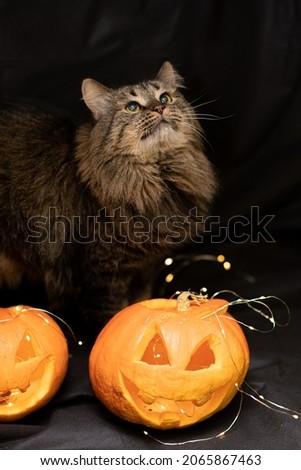 Cat on a dark background with lights and a pumpkin for Halloween