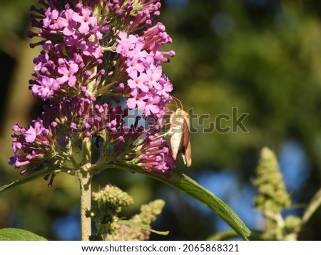 insect sits on a summer lilac, blue sky background