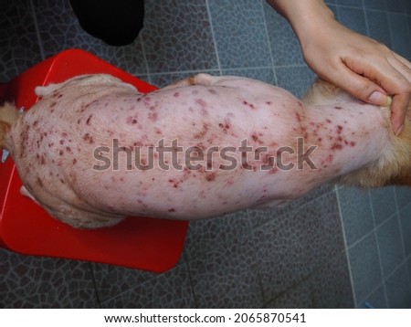 Selective focus, Dog with skin disease problem. Dermatitis in pet concept.  Royalty-Free Stock Photo #2065870541