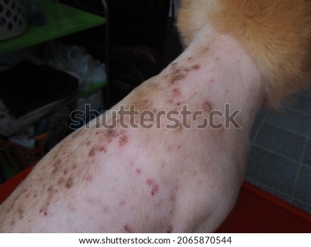 Selective focus, Dog with skin disease problem. Dermatitis in pet concept.  Royalty-Free Stock Photo #2065870544