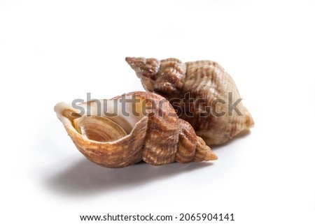 Uncooked fresh common whelks or sea snails isolated on a white studio background. Traditionally pickled and eaten at the seaside, isolated on a white studio background Royalty-Free Stock Photo #2065904141