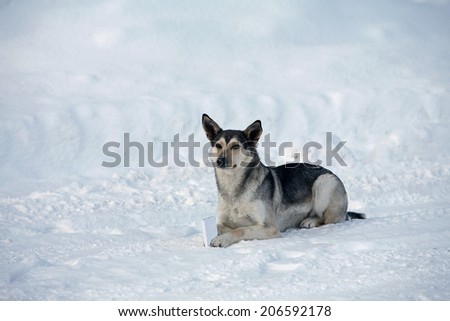 close-up portrait of an adult dog on a snowy snowbank in winter day 