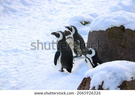 Funny penguins stand in the snow in winter