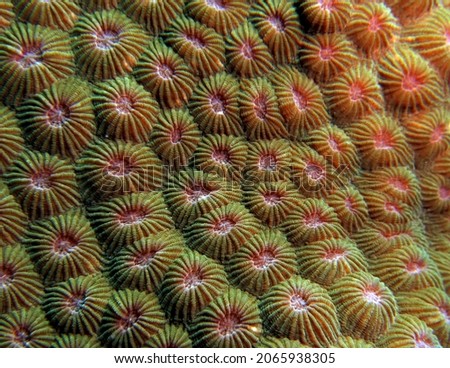 Close up image of Diploastrea heliopora coral Boracay Island Philippines                               