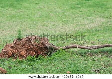SOIL AROUND UPROOTED TREE ROOTS