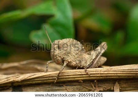 Hooded grasshopper, Teratodes species, Satara, Maharashtra, India